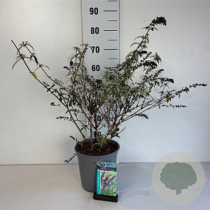 Buddleja d. 'Border Beauty' 40-50 cm 6,5L