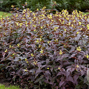 Diervilla splendens Diva 25-30 cm 2,0L