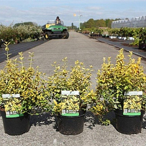 Euonymus fort. 'Emerald 'n' Gold' 25-30 cm 3,0L