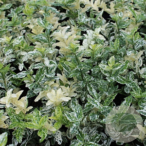 Euonymus fort. 'Harlequin' 10-15 cm C1.3