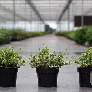 Euonymus fort. 'Harlequin' 25-30 cm 3,0L