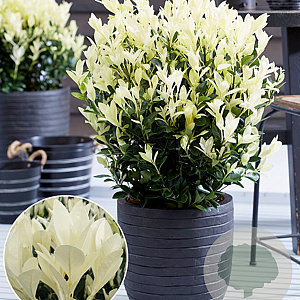 Euonymus jap. "Hymalaya" 25-30 cm 3,0L