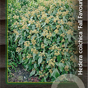 Hedera col. 'Fall Favourite' 25-30 cm 2,0L