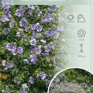 Hibiscus syr. Blue Chiffon 40-50 cm 7,5L