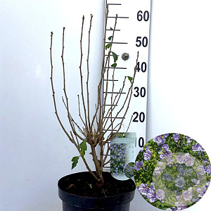 Hibiscus syr. Blue Chiffon 40-50 cm 7,5L