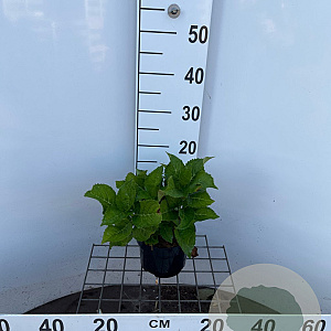 Hydrangea m. 'Blaumeise' 25-30 cm 2,0L