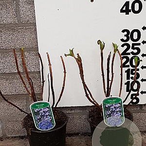 Hydrangea m. 'Blaumeise' 25-30 cm 2,0L