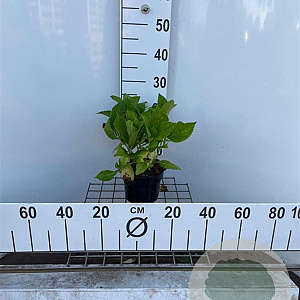 Hydrangea m. 'Bouquet Rose' 25-30 cm 2,0L