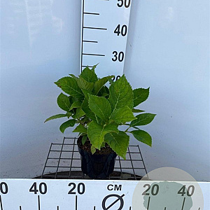 Hydrangea m. 'Nikko Blue' 25-30 cm 2,0L