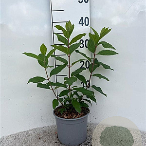 Hydrangea pan. 'Grandiflora' 30-40 cm 2,0L