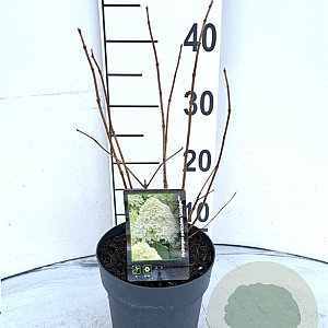 Hydrangea pan. 'Limelight' 30-40 cm 2,0L