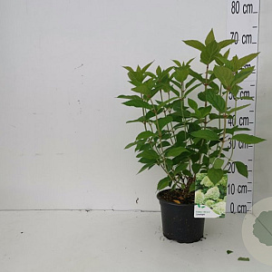 Hydrangea pan. 'Limelight' 30-40 cm 2,0L