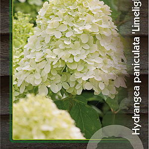 Hydrangea pan. 'Limelight' 30-40 cm 2,0L