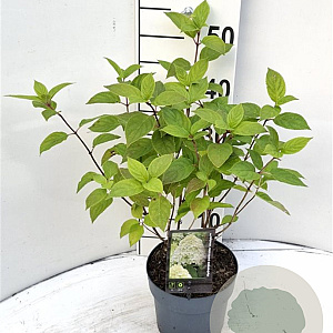 Hydrangea pan. 'Limelight' 30-40 cm 2,0L