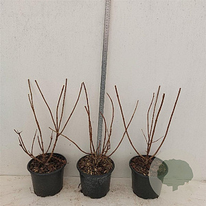 Hydrangea pan. 'Silver Dollar' 30-40 cm 2,0L