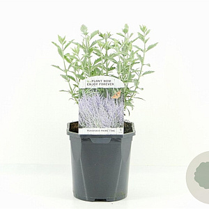 Perovskia atripl. 'Prime Time' 30-40 cm 2,0L