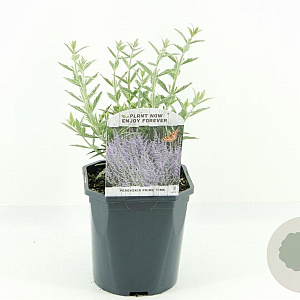 Perovskia atripl. 'Prime Time' 30-40 cm 2,0L