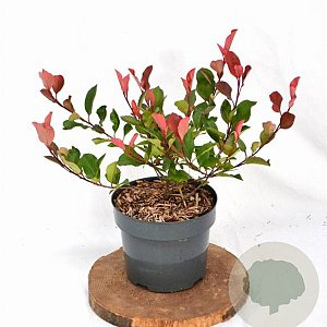Photinia fraseri 'Little Red Robin' 25-30 cm 3,0L