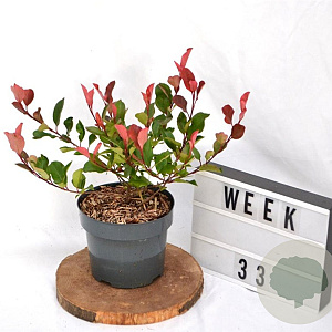 Photinia fraseri 'Little Red Robin' 25-30 cm 3,0L