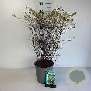 Spiraea cinerea 'Grefsheim' 60-80 cm cont. 65L