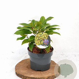 Viburnum davidii 25-30 cm 2,0L