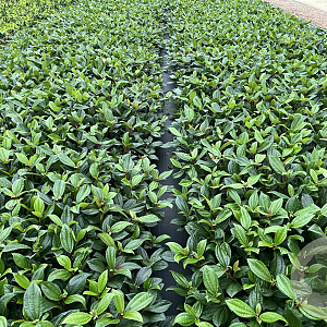 Viburnum davidii 25-30 cm 2,0L