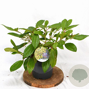 Viburnum davidii 30-40 cm 3,0L