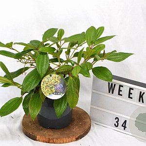 Viburnum davidii 30-40 cm 3,0L