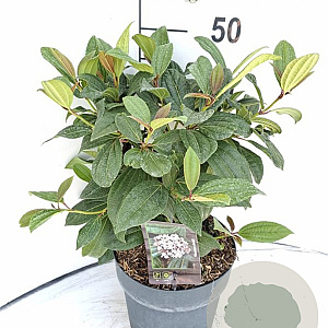 Viburnum davidii 30-40 cm 5,0L