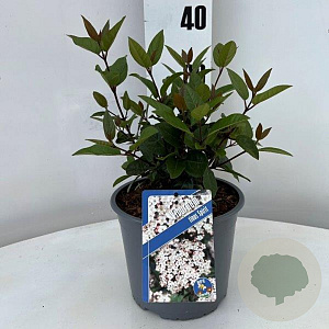 Viburnum tin. Spirit 25-30 cm 3,0L