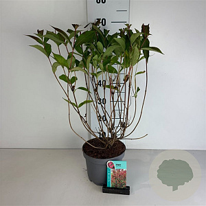 Weigela 'Bristol Ruby' 50-60 cm 35L