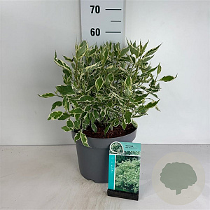 Cornus alba 'Elegantissima' 80-100 cm 10L