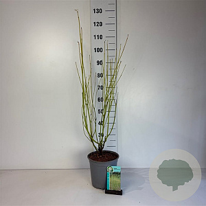 Cornus sericea 'Flaviramea' 60-80 cm cont. 65L