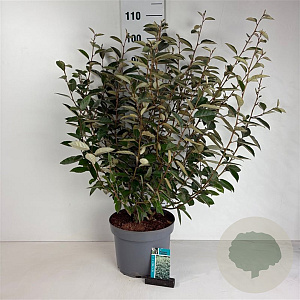 Elaeagnus ebbingei 60-80 cm 10L