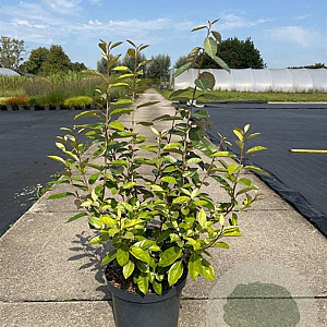 Elaeagnus ebbingei 60-80 cm 10L