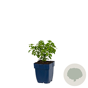 Calamintha nepeta GM  P11