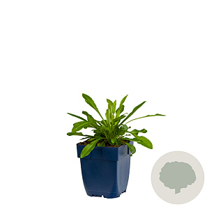 Campanula persicifolia GM  P11