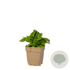 Digitalis purpurea GM  P11