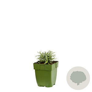 Helichrysum italicum GM  P11