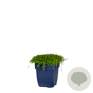 Isotoma fluviatilis GM  P11