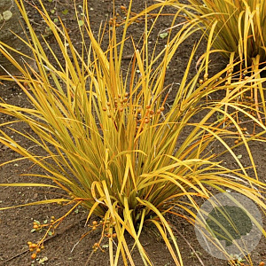 Libertia Goldfinger 30-40 cm 2,0L