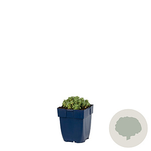 Sedum spathulifolium 'Cape Blanco' GM  P11