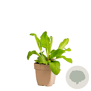 Verbascum nigrum GM  P11