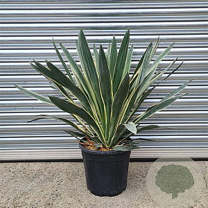 Yucca gloriosa 'Variegata' 50-60 cm 7,5L