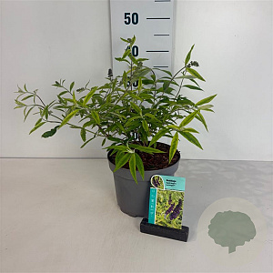 Buddleja davidii 'Magda's Gold Knight' 30-40 cm 3,5L