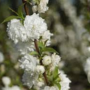 Prunus glandulosa 'Alba Plena' 30-40 cm 3,0L