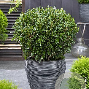 Prunus Sofia 25-30 cm 3,0L
