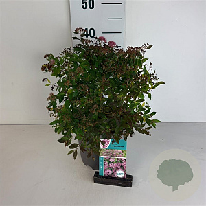 Spiraea jap. 'Rick Star' 30-40 cm 3,5L