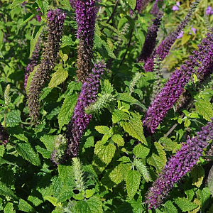 Teucrium hyrcanicum 'Paradise Delight' GM P9 BIO