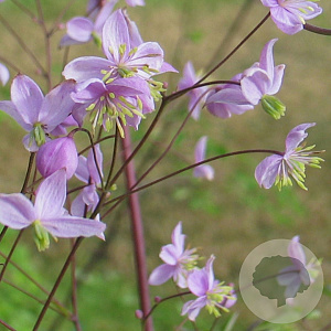 Thalictrum delavayi 'Ankum' GM P9
